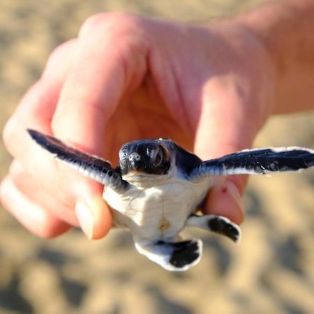 Java Turtle Lodge Meru Betiri Banyuwangi  Eksteriør billede