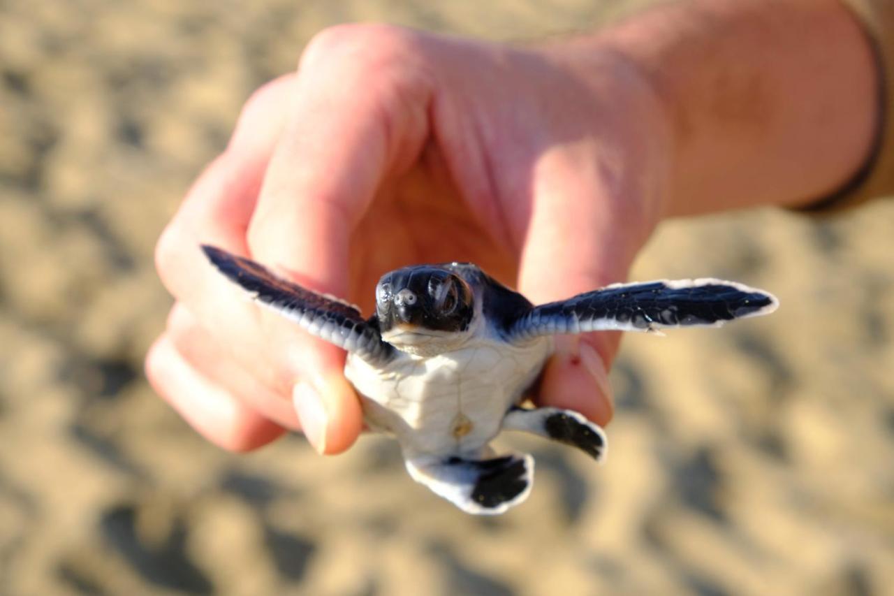 Java Turtle Lodge Meru Betiri Banyuwangi  Eksteriør billede