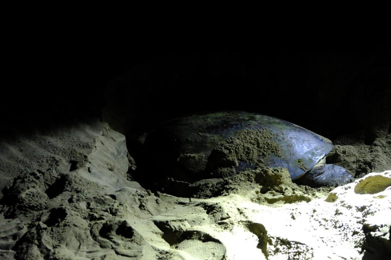 Java Turtle Lodge Meru Betiri Banyuwangi  Eksteriør billede