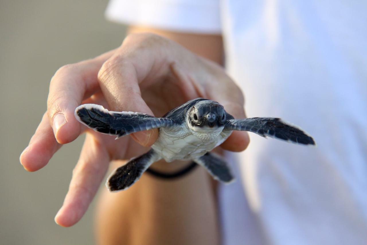 Java Turtle Lodge Meru Betiri Banyuwangi  Eksteriør billede